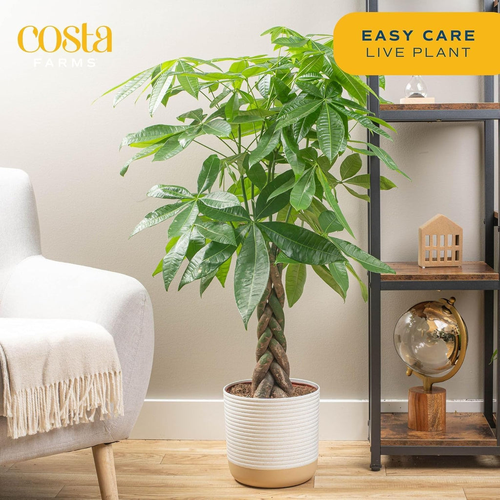 Costa Farms Live Plants (2-Pack), Money Tree and Bird of Paradise, Easy to Grow Large Indoor Outdoor Houseplants in 10-Inch Plant Pots, House Plant Gift, Office, Living Room, Home Decor