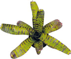 ragnaroc Live Plants – Bromeliad Neoregelia Dragon, 8-12" in 6" Pot - 1ct - Live Arrival Guaranteed - House Plants for Home Decor & Gift