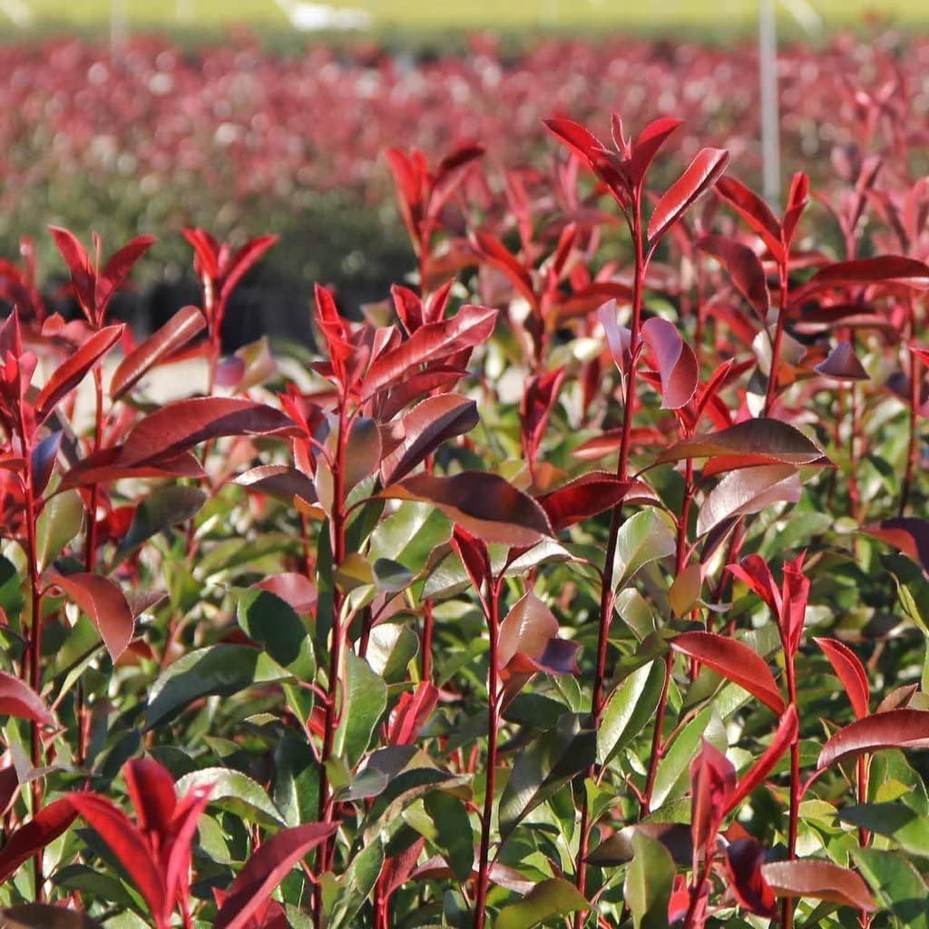Photinia Red Tip | 2 Large Gallon Size Plants | Photinia x Fraseri | Evergreen Landscape Hedge Shrub