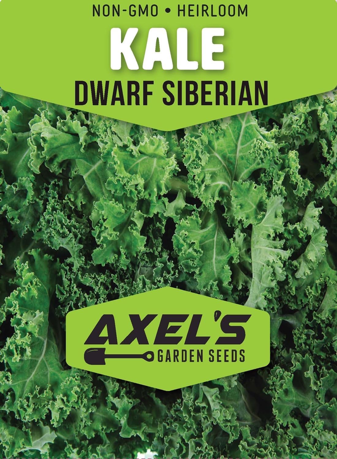 Dwarf Siberian Kale Seeds for Planting – Plant & Grow Heirloom Non-GMO Dwarf Siberian Kale in Home Outdoor Vegetable Garden, Brassica Napus – 1 Packet Approx 200 Seeds