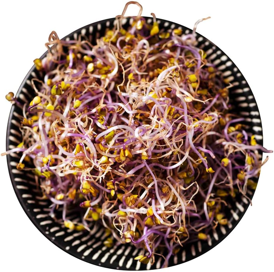 Todd's Seeds Red Russian Kale Seed - 1 Pound