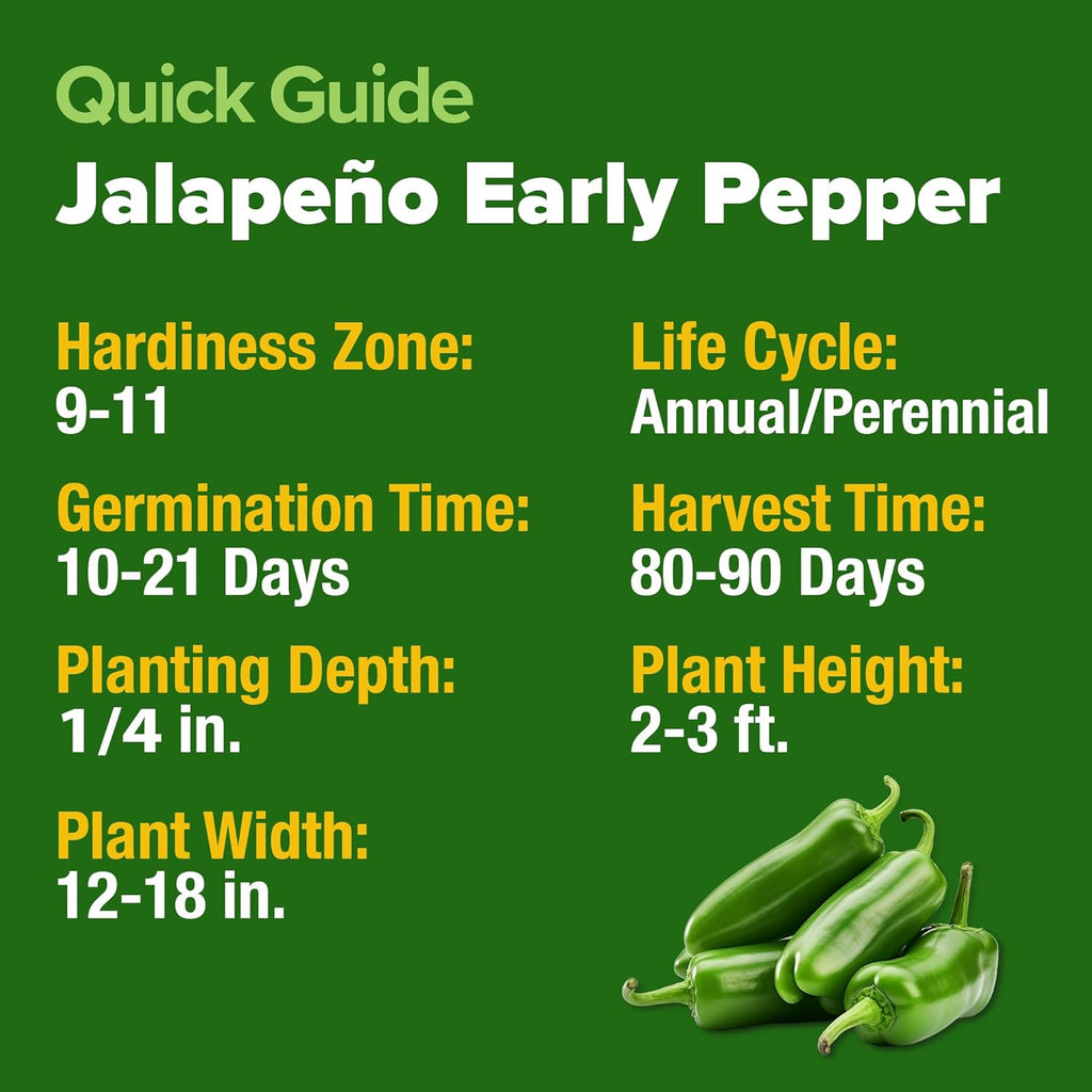 HOME GROWN 𝗨𝗦𝗔 𝗣𝗥𝗘𝗠𝗜𝗨𝗠 Jalapeno Pepper Seeds – 129 𝗡𝗢𝗡-𝗚?𝗢 Heirloom Seeds (Capsicum annuum) – High Germination, Easy to Grow, Early Harvest Hot Peppers