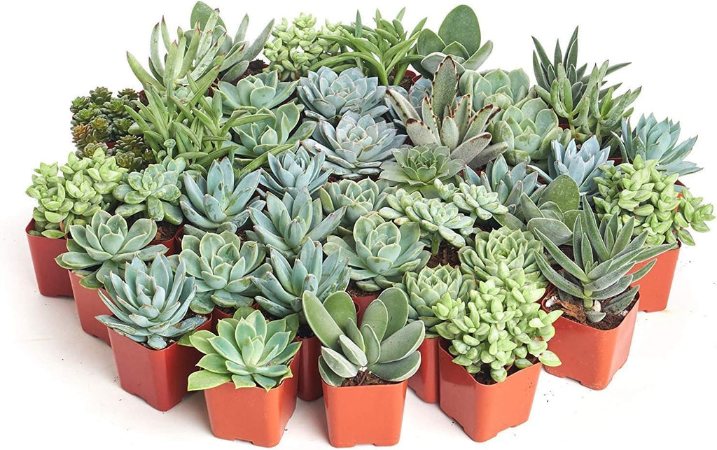 Shop Succulents | Azul Verde Collection | Assortment of Hand Selected, Fully Rooted Live Indoor Blue/Green Succulent Plants, 32-Pack