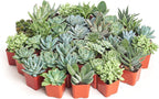 Shop Succulents | Azul Verde Collection | Assortment of Hand Selected, Fully Rooted Live Indoor Blue/Green Succulent Plants, 32-Pack