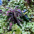 SubstrateSource Live Aquarium Stem Plants - Freshwater Aquatic Plant for Fish Tanks, Aquascaping - (Diamond Ludwigia Peruensis, 1 Bunch)