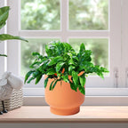 LB Orange Ceramic Planters for Indoor Plants, Succulent Plant Pots Ceramic Flower Pots, Modern Plant Pot for Living Room Office Home Decor, Round Flower Pot of 4.3 Inch(Plant Not Included)
