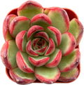 Sprout N Green Echeveria Puli-lindsayana, 1 Live Mini Succulent Plant Fully Rooted in 2 inch Starter Pot, Real House Plant for Indoor Outdoor Home Office Wedding Decoration Party Favor