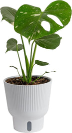 Costa Farms Thai Constellation, Variegated Monstera Live Plant in Self Watering Pot, Indoor Houseplant, Home, Room, or Office Decor, House Warming or Birthday Gift, 12-18 Inches Tall