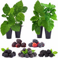 Blackberry Plant Collection (4 Pack) Live Fruit Plants for Planting | 4 Different Varieties for a Continuous Harvest | Thornless & Thorny Mix| Large, Sweet & Juicy Berries |Perfect for Organic Gardens