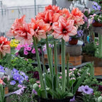 Plant Stake Support - 6 Pack Adjustable Height 16" or 30", Garden Support Stake Plant Cage Support Rings, Single Stem Plant Support Stakes, for Flowers Amaryllis Tomatoes Peony Lily Rose (30inch)