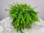 Live Boston Fern Hanging Basket Plant (10" Hanging Basket) - Overall Spread 25" to 30" - Tropical Plants of Florida