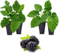 BlackBerry Plants Triple Crown (4 Pack) Live for Sale | Easy to Grow Plants | Edible Fruit Plant for Sustainable Living | Grow Your own Food on Your Organic Garden | Live for Planting |