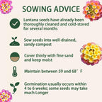 600 Lantana Flower Seeds – Colorful Perennial Seeds | Drought-Tolerant, Easy to Grow & Long-Blooming | Attracts Butterflies & Hummingbirds (600 Lantana Flower Seeds)