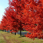 Brighter Blooms - Autumn Blaze Maple Tree, 6-7ft - Two Best Maples in One Tree - No Shipping to AZ