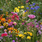 Outsidepride Low Growing Wildflower Seeds - 5 lbs Dwarf, & Short, Diverse Perennial & Annual Wild Flower Seed Mix with Long Bloom Season for Colorful Display That Thrives on All States