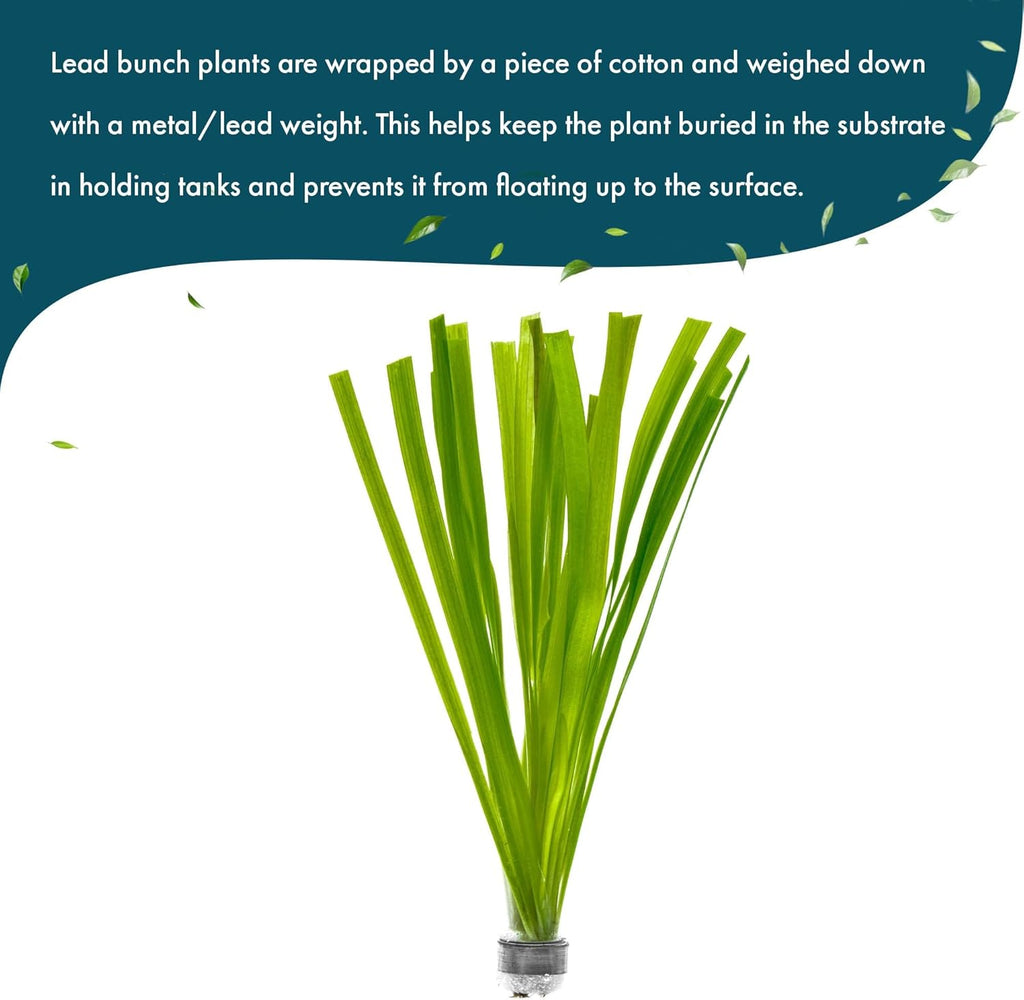 SubstrateSource Live Plant - Tall Grass, Vallisneria Gigantea - Easy Care, Moderate to High Light, Bright Green Accent, Freshwater Aquatic Plant for Aquascaping - Lead Bunch