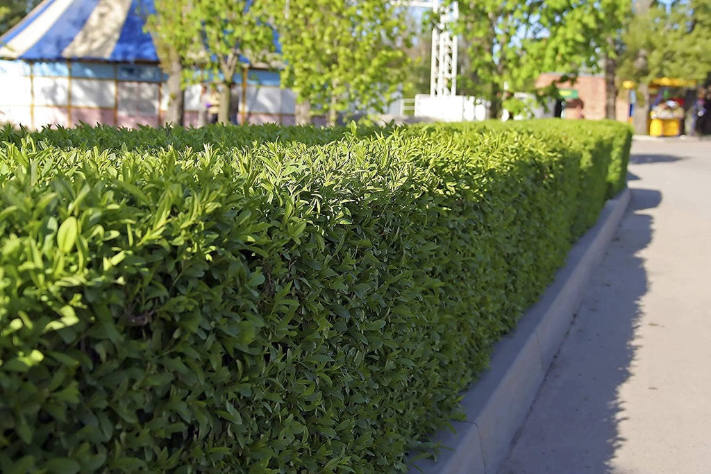 Winter Gem Boxwood | 1 Live 4 Inch Pot | Buxus Microphylla Japonica | Fast Growing Cold Hardy Formal Evergreen Shrub