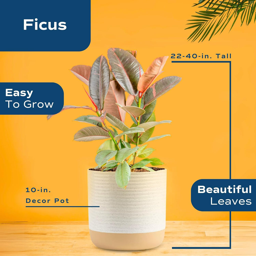 Costa Farms Ficus Live Plant | Beautiful Potted Houseplant in 10-Inch Decorative Plant Pot | 22-40 Inches Tall, Grower's Choice Variety | Potting Soil | Garden or Birthday Gift | Room and Home Decor