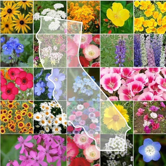 Eden Brothers California Wildflower Mixed Seeds for Planting, 1 lb, 480,000+ Seeds with Black Eyed Susan, Shasta Daisy | Attracts Pollinators, Plant in Spring or Fall, Zones 3, 4, 5, 6, 7, 8, 9, 10