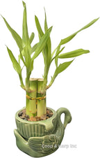 6-Stalk of 4" Small Lucky Bamboo Live Indoor Plant with Ceramic Vase, Live Indoor Lucky Bamboo for Home, Office and Gift (Swan)
