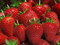10 Evie Everbearing Strawberry Plants