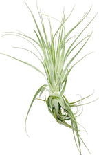 Live Air Plant - Tillandsia Gardneri 5-7” - 3ct - ragnaroc Rare Collectors Indoor Tropical Plant - Live Arrival Guaranteed - House Plants for Home Decor & Gift