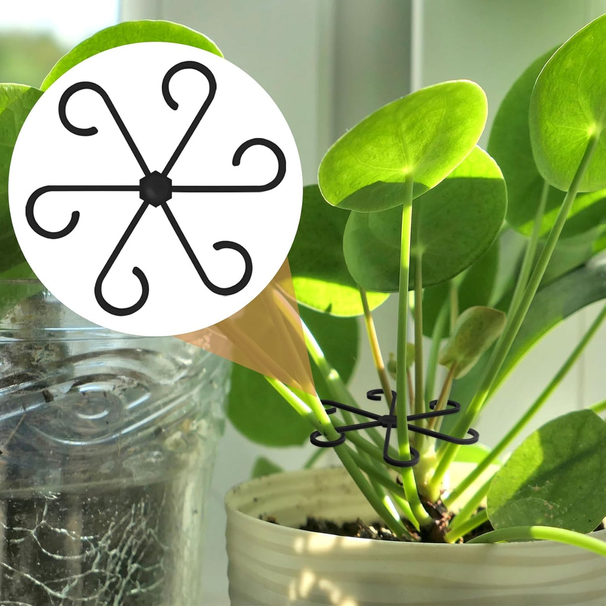 6PCS Plant Stem Support, 3 Sizes Climbing Houseplant Stem Holder, Plastic Reusable Flower Trellis Stem Hook Plant Care Growth Accessories for Flower Plants Indoor Outdoor - Black, 5.28"/4.55"/3"