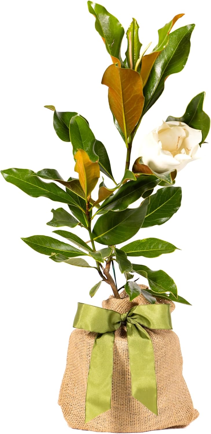 Southern Magnolia Sympathy Gift Tree by The Magnolia Company - Get Beautiful and Fragrant Flowers on Lush in Memory Magnolia Tree Gift - Can Not Ship to California