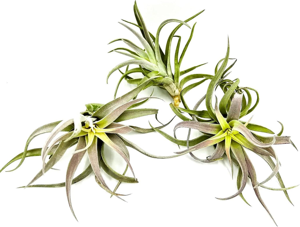 ragnaroc Air Plants - Tillandsia Cacticola, Jumbo 6-9" - 1ct - Live Arrival Guaranteed - House Plants for Home Decor & Gift