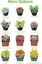 Live Succulent Plants Tradescantia Nanouk, Easy Care Potted Succulents, Approx 4" D x 4" H, Indoor Houseplant, Unique Gifts, Home Office Décor