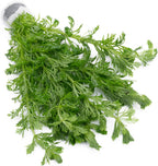 SubstrateSource Live Aquarium Stem Plants - Freshwater Aquatic Plant for Fish Tanks, Aquascaping - (Micranthemum Umbrosum Giant Baby Tears, 1 Bunch)