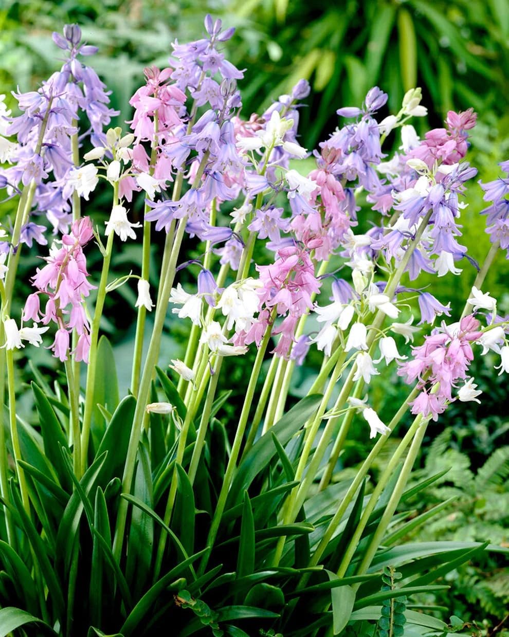 Spanish Bluebell Mixture - Perennial Spanish Bluebells (Wood Hyacinth) Bulbs for Planting | Spring Flowering Bulbs, Bell Shaped Flowers - Easy to Grow (100 Pack)