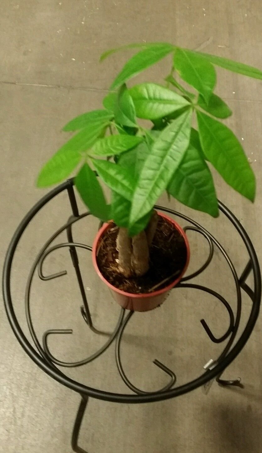 LOUSBONSAINUSERY BRAIDED MONEY TREE