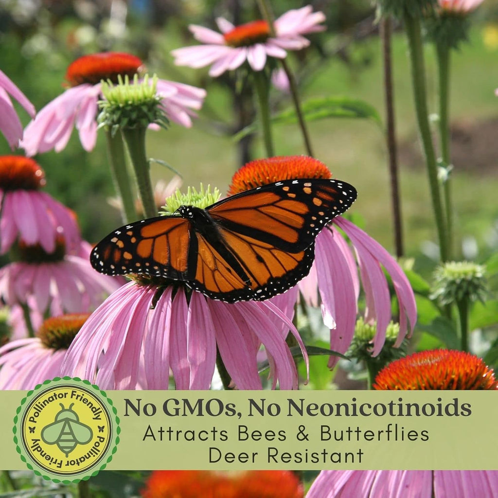 Clovers Garden Purple Coneflower (Echinacea Purpurea) Plants – Two (2) Live Plants – Non-GMO - Not Seeds - Each 4" to 8" Tall – in 4" Inch Pots – Hardy Flowering Perennial, Pollinator Favorite