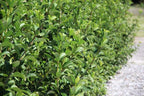 Sweet Viburnum | 3 Large 4 Inch Pots | Viburnum Odorotissimum | Live Plants | Fast Growing Privacy Hedge, Shrub, Privacy Screen