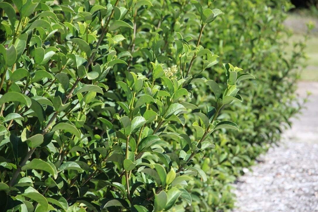 Sweet Viburnum | 3 Large 4 Inch Pots | Viburnum Odorotissimum | Live Plants | Fast Growing Privacy Hedge, Shrub, Privacy Screen
