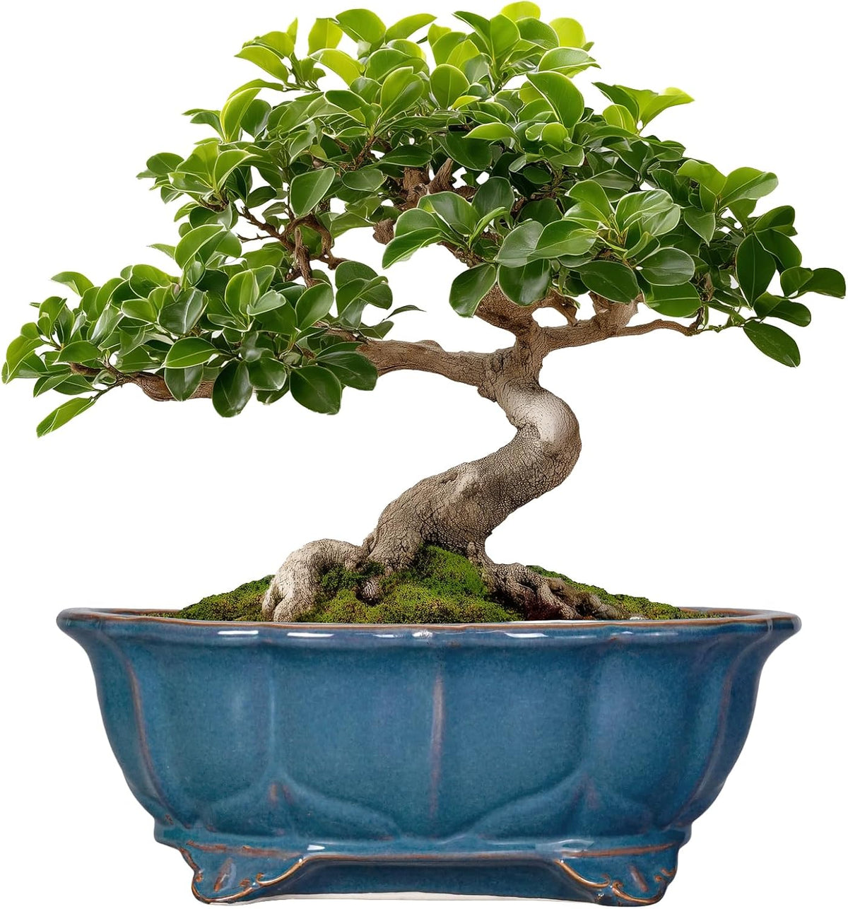 Bonsai Tree Pot - 11 Inch Ceramic Succulent Pots, Bonsai Planter for Indoor Outdoor, Decorative Plant Pot with Drainage Hole, Oval Flower Pot, Home Garden Decor, Garden Gifts, Retro Blue
