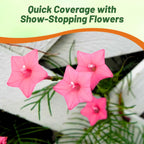 Outsidepride Rose Cypress Vine Seeds - 100 Pcs Annual Flower Seeds with Nectar-Rich, Star-Shaped Flowers & Feathery, Fern-Like Leaves for Fences, Trellises, Pergolas & Vertical Gardens