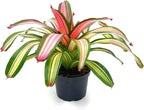 ragnaroc Live Plants – Bromeliad Neoregelia Minerva, 8-12" in 6" Pot - 1ct - Live Arrival Guaranteed - House Plants for Home Decor & Gift