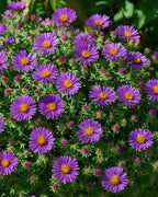 Perennial Farm Aster Novae-Angliae 'Purple Dome' – Live Dwarf New England Perennial in #1 Container, Compact Habit with Violet-Purple Blooms, Late Season, Pollinator Friendly, Ideal for Borders & Beds