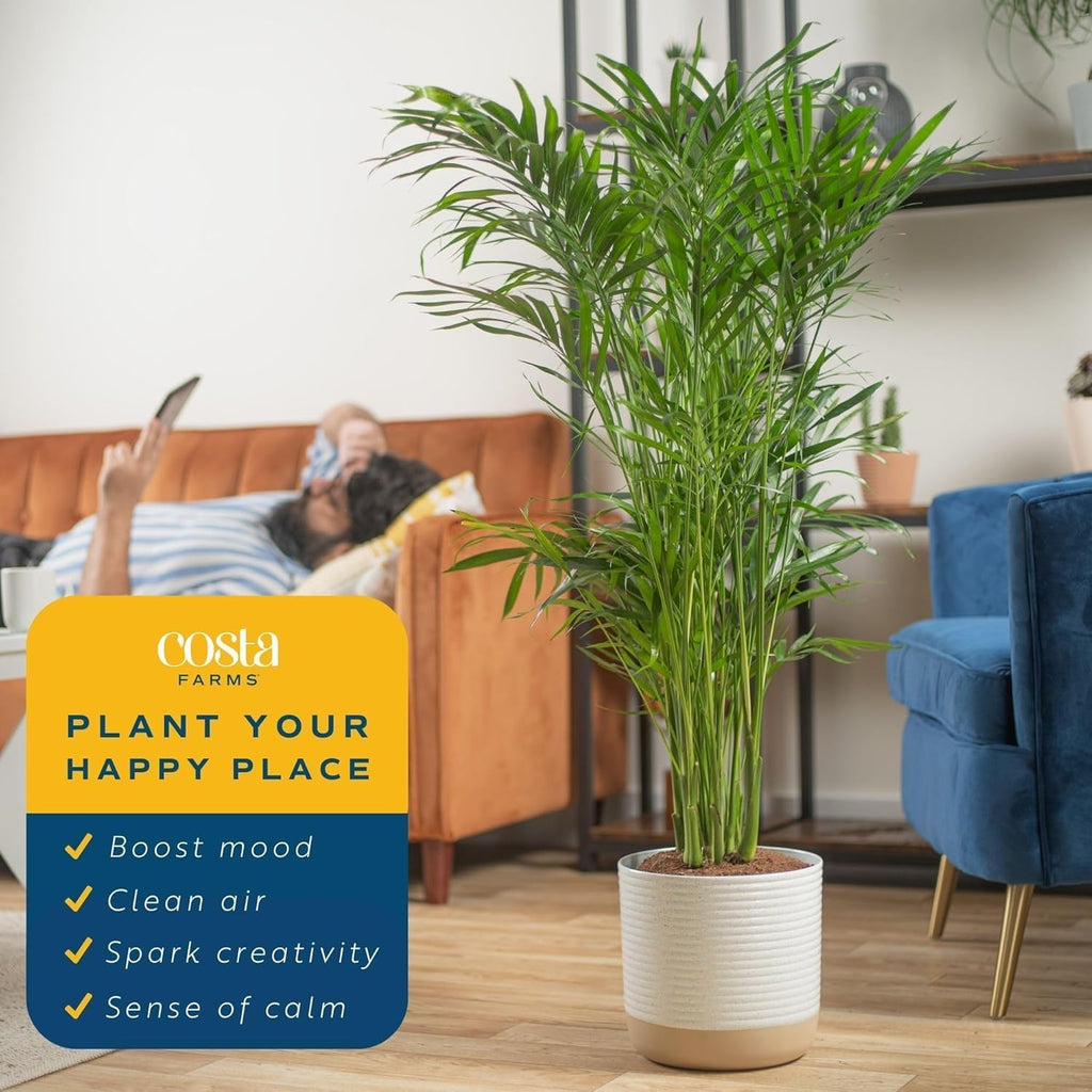 Costa Farms Cat Palm, Live Indoor Houseplant in Garden Plant Pot, Floor House Plant Potted in Potting Soil, Housewarming Gift for New Home, Living Room, Office, Patio Palm Tree Decor, 3-4 Feet Tall