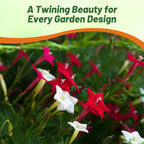 Outsidepride Mixed Cypress Vine Seeds - 100 Pcs Annual Flower Seeds with Nectar-Rich, Star-Shaped Flowers & Feathery, Fern-Like Leaves for Fences, Trellises, Pergolas & Vertical Gardens