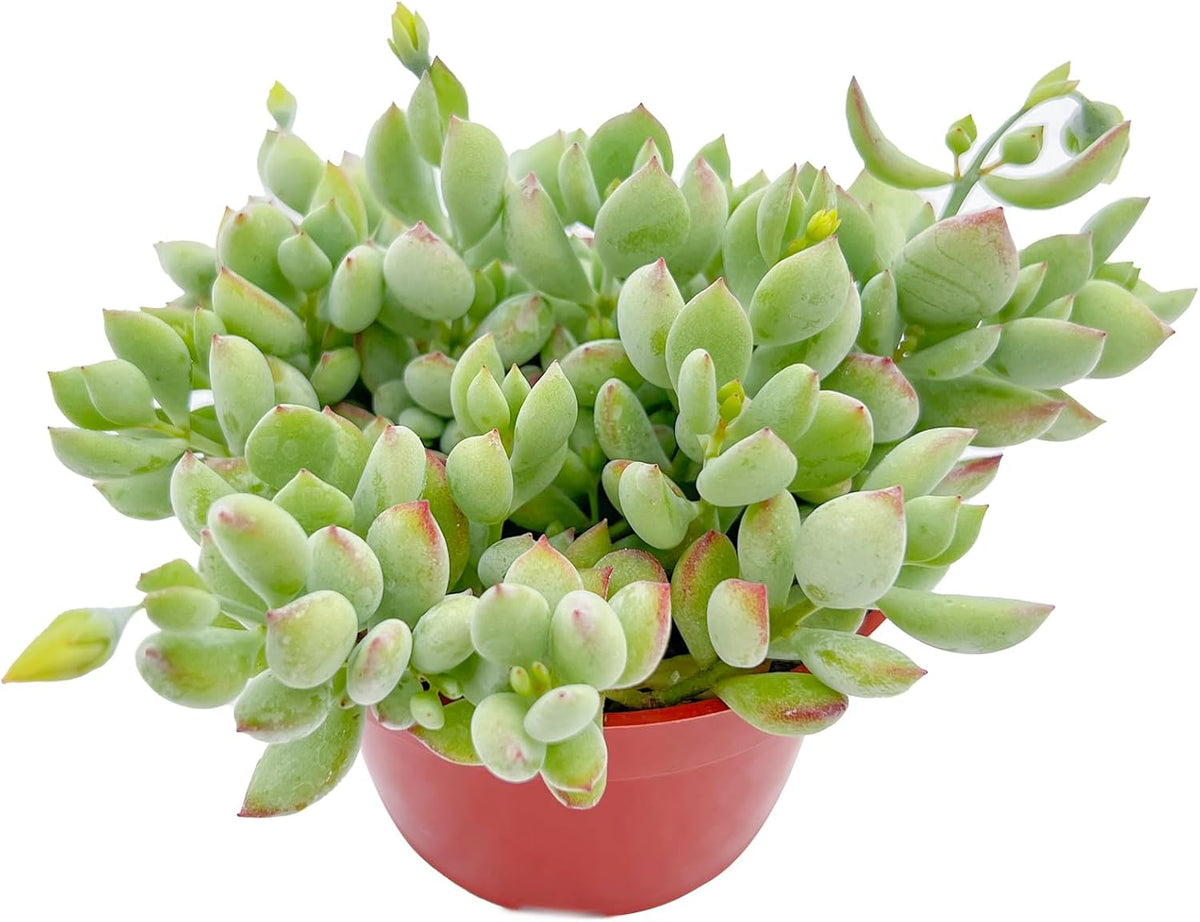 Live Succulents 'Cotyledon Pendens' (4-inch), Succulent Plants Fully Rooted in Pots with Soil, Easy-Care House Plant for DIY, Home Office Decor, Wedding Party Favor