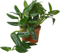 Monstera Standeleyana Albo Variegated Live Plant for Indoor | Different Houseplants in 4'' & 6'' Pot | Real House Plant for Living Room, Office, Desk & Bathroom | Five Holes