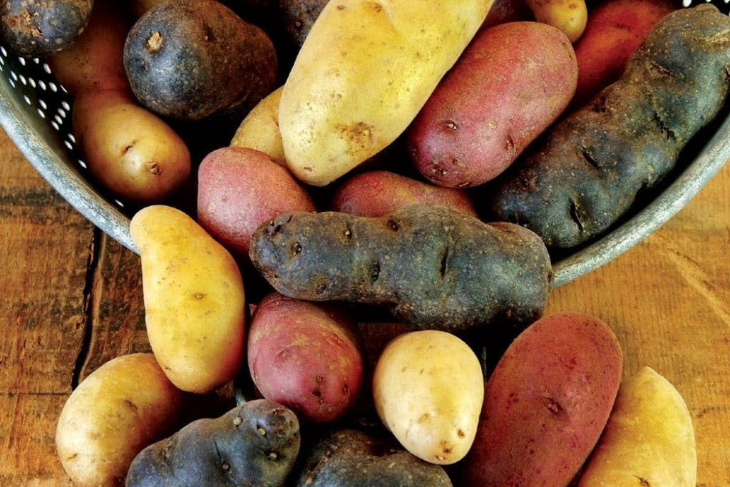 Fingerling Certified Seed Potato Mix 2LB Whole Potatoes Great for Organic Gardeners Easy to Grow