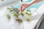 Tillandsia Caput Medusae Air Plants - Live Succulent House Plants - Available in Wholesale and Bulk - Home and Garden Decor - Easy Care Indoor/Outdoor Air Plant (Pack of 25)