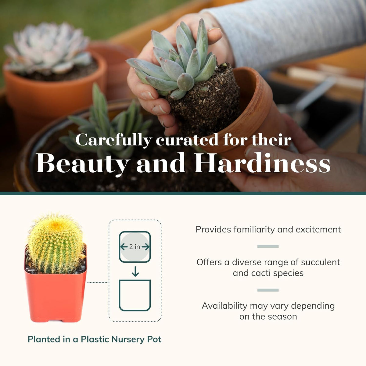 Shop Succulents Premium Live Mini Cactus and Succulent Plants in 2" Pots, Easy Care Indoor or Outdoor Gardening, Terrariums, Favors, & Contemporary Spaces with Hardy, Resilient Varieties, Pack of 32