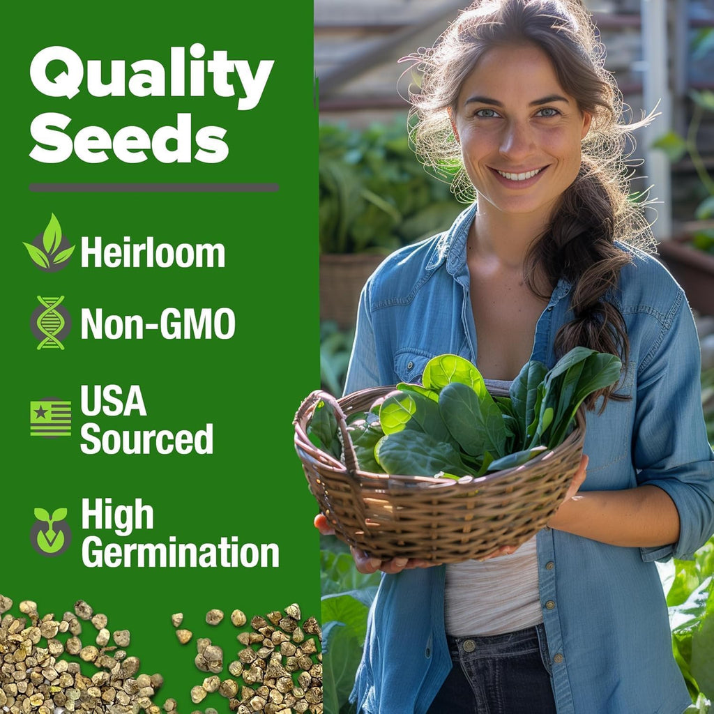 HOME GROWN 𝗨𝗦𝗔 𝗣𝗥𝗘𝗠𝗜𝗨𝗠 Bloomsdale Spinach Seeds Pack – 353 Heirloom 𝗡𝗢𝗡-𝗚𝗠𝗢 Seeds – High Germination Spinach for Indoor, Outdoor, Hydroponic Planting & Home Gardens (Spinacia oleracea)