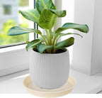 2 Pack of 14 inch Plant Saucers Bird Bath Bow Round, Plastic Plant Saucer Tray for Pots, White Planters for Indoor Plants, Plant Trays for Planter 12-15" (14", Beige)