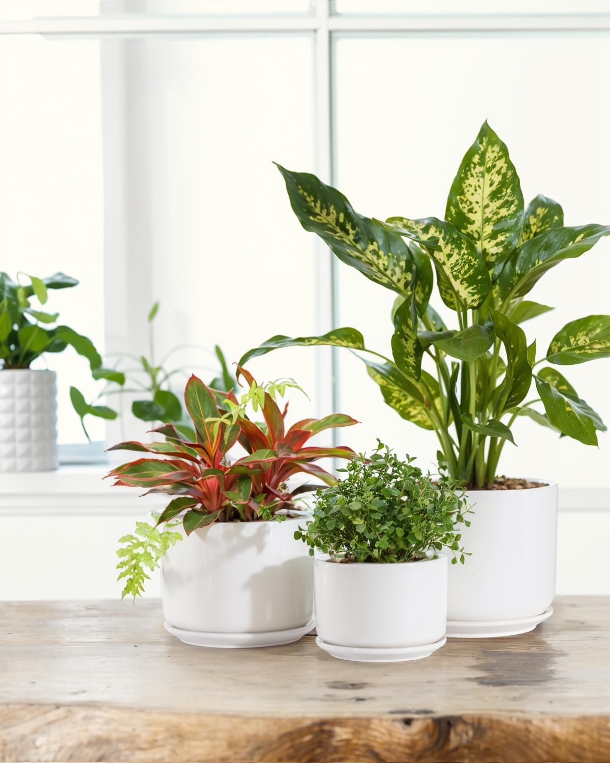 EFISPSS Plant Pots, 4+5+6 Inch Pots for Indoor Plants, Ceramic Planter Pot with Drainage Hole, Flower Pots for Succulent Cactus, Set of 3 - White